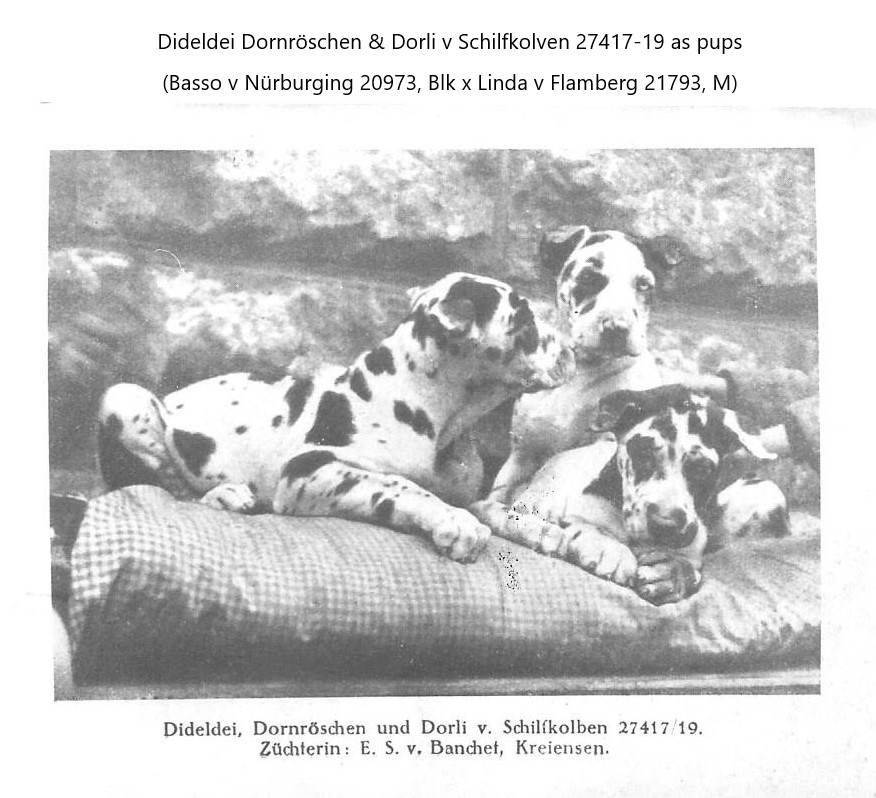 Dideldei dornroschen and Dorli v Schilfkolben
